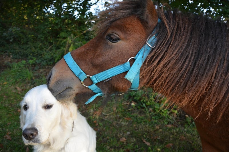 Joyful Kisses